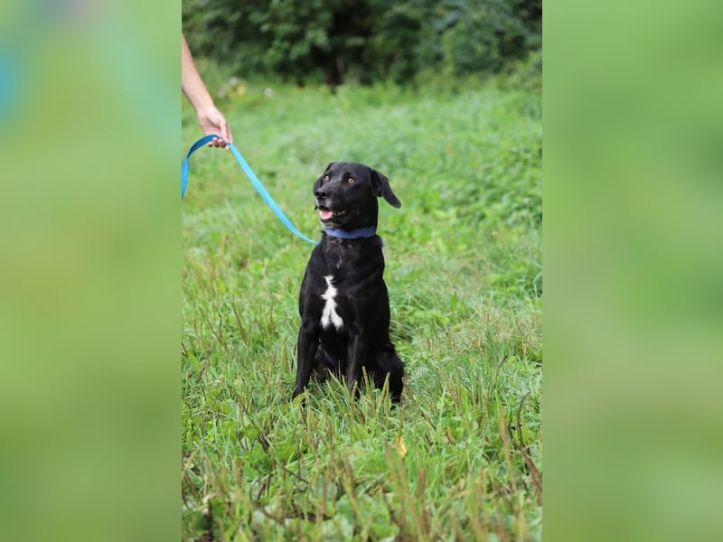 KALLE - der freundliche, verspielte und aktive Rüde sucht eine unternehmungslustige Familie!