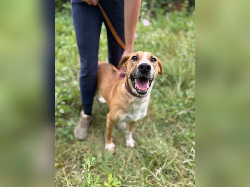 ROXY - die ausgeglichene, gesellige Hündin möchte DEIN Herz erobern!