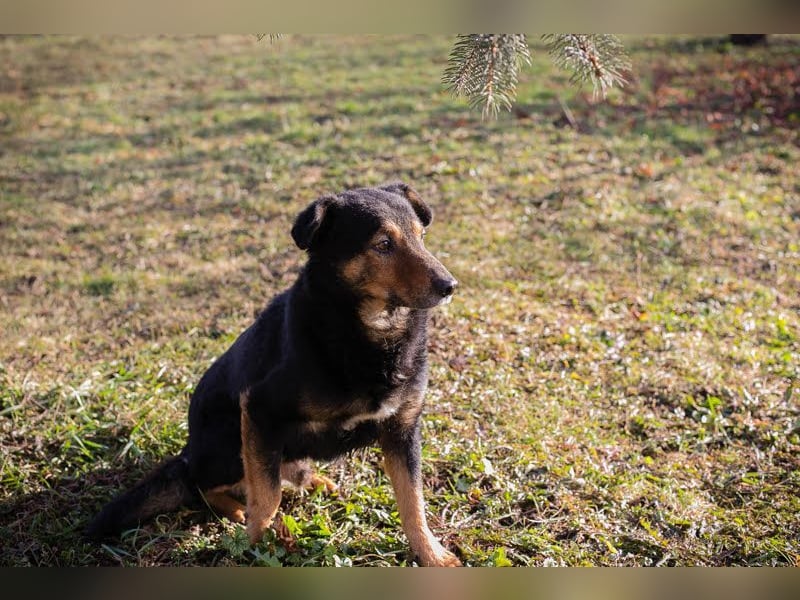 LEVEL - der vorsichtige, liebe Rüde mag Artgenossen und sucht eine geduldige Familie