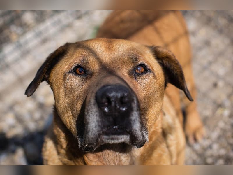 JOSCHKO - wer möchte dem kräftigen Senior zeigen, wie schön das Leben in einer Familie sein kann?