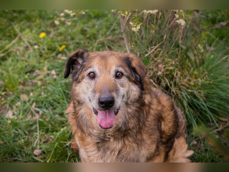 MICK - der liebe und neugierige Senior möchte in Ruhe bei seiner Familie ankommen