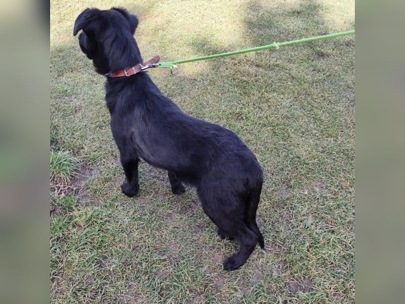 Welpe KORO - wenn ich groß bin möchte ich ein richtiger Familienhund sein!