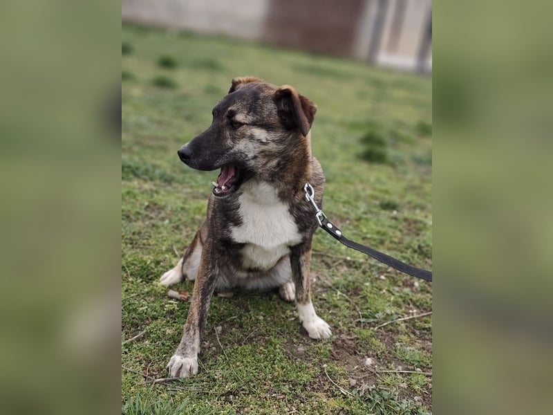 LUCY - die liebe und freundliche Hündin sucht eine unternehmungslustige Familie!