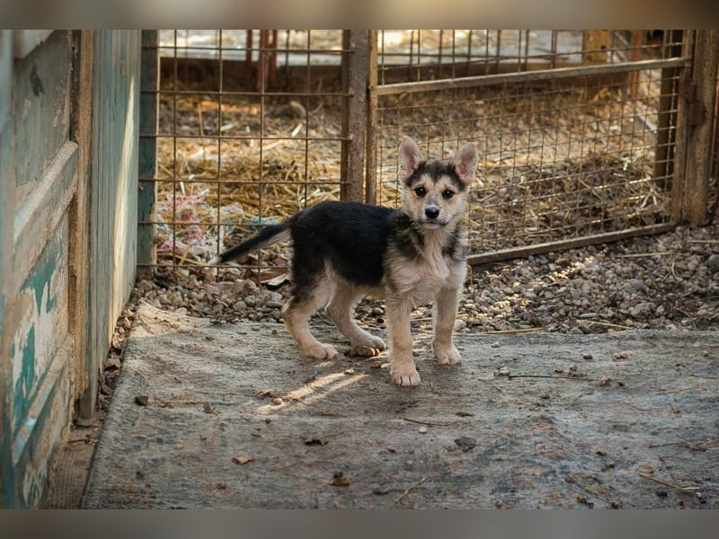 Welpe Chip-Nr. 271622- die kleine Maus sucht einen Namen und am liebsten auch gleich ein Zuhause!