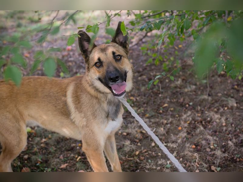 Chip 289818 - Junger Mann sucht ein aktives Zuhause