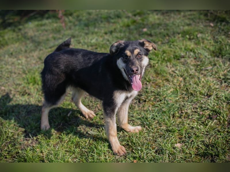 RIVER - wenn ich groß bin möchte ich ein richtiger Familienhund sein!