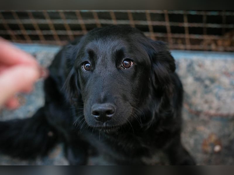 LIBERTY - die fröhliche, aufgeschlossene Hündin träumt von einem liebevollen Zuhause