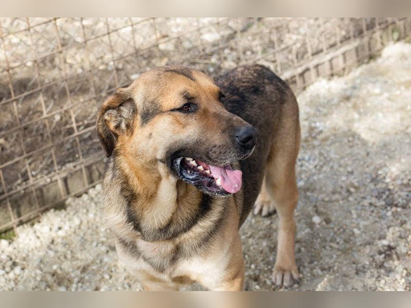 AMIRO - wer zeigt dem hübschen, kräftigen Jungen wie ein tolles Hundeleben aussieht?