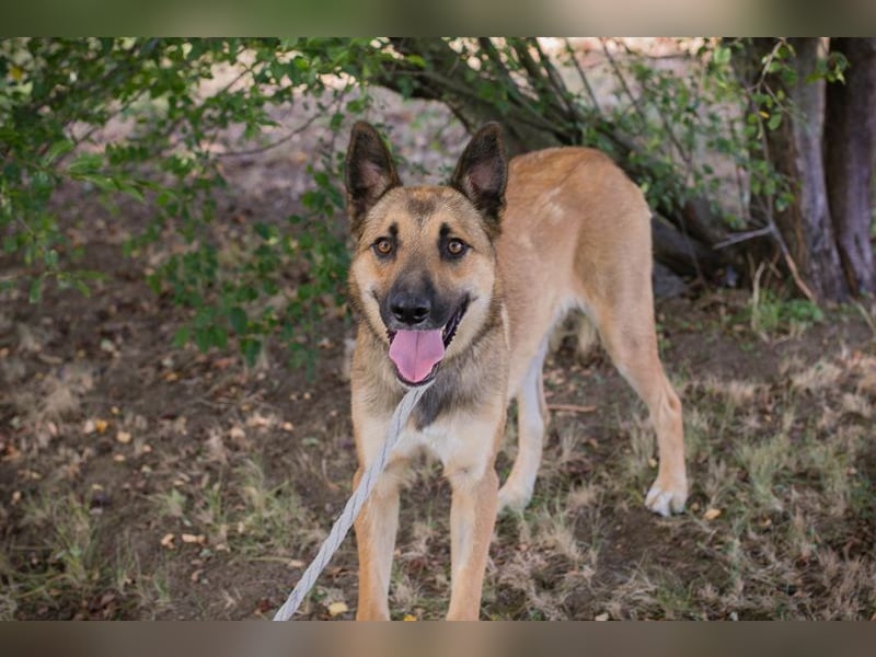 Chip 289818 - Junger Mann sucht ein aktives Zuhause