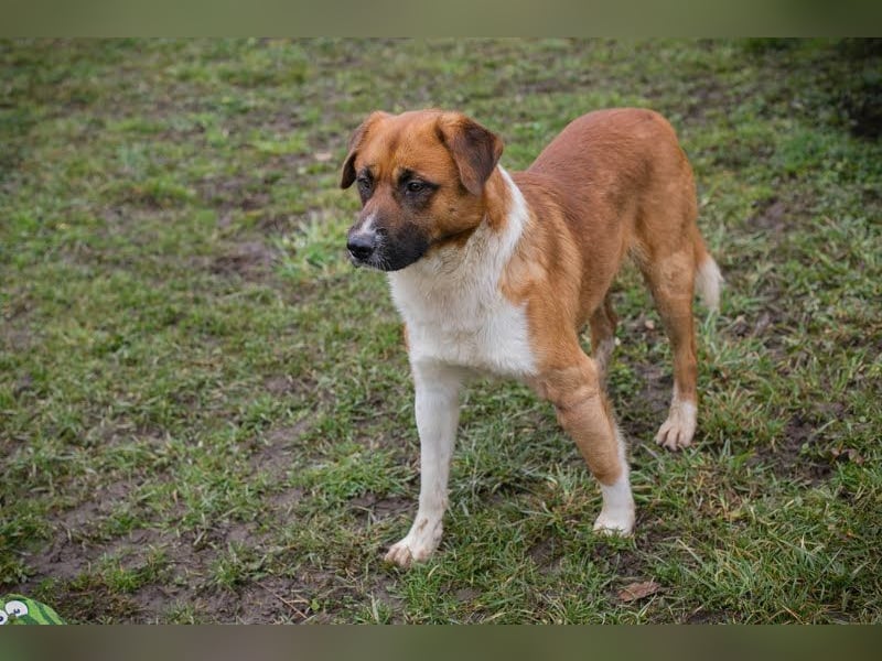 BASCO - der neugierige, brave Rüde freut sich auf ein eigenes Für-Immer Zuhause