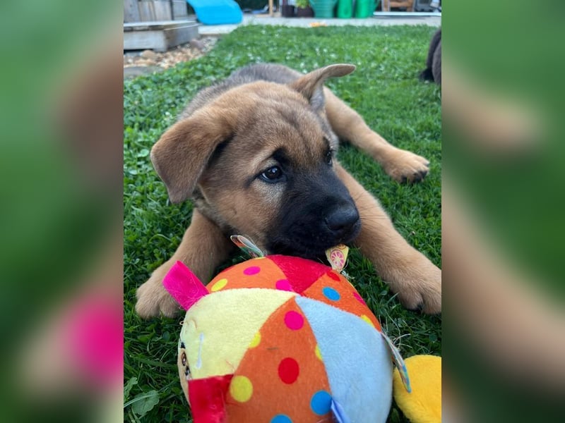 Welpe CHOPPER - der kleine Mann freut sich auf tolle Abenteuer mit seiner Familie!