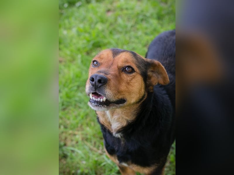 MIKI - der neugierige und brave Junge sucht ein liebevolles Zuhause!