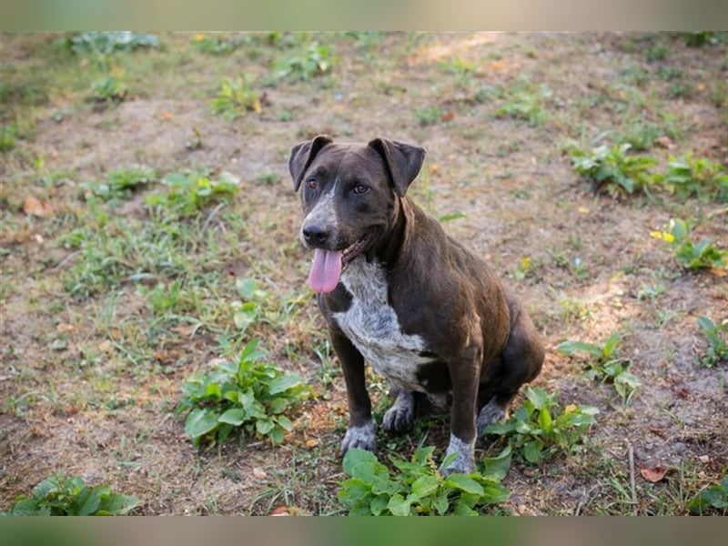 LADY - die ruhige, souveräne und gehorsame Hündin freut sich auf ihre eigene Familie