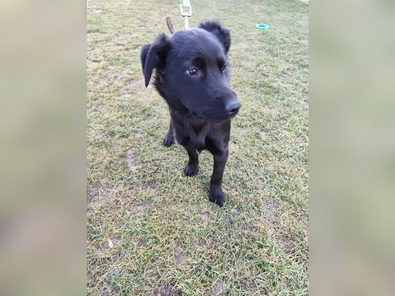 Welpe KORO - wenn ich groß bin möchte ich ein richtiger Familienhund sein!