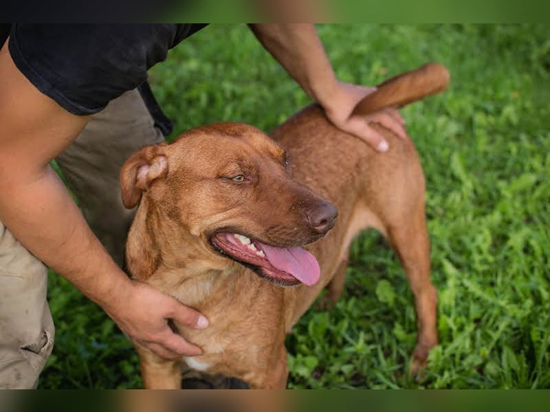 ELLI - die freundliche und fröhliche Hündin wünscht sich Menschen, die ihr Aufmerksamkeit schenken