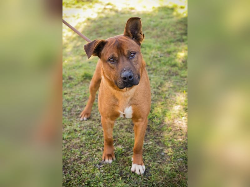 CLOONEY - der hübsche Rüde sucht ein hundeerfahrenes Zuhause!