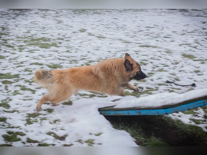 HEROY - der aktive, fröhliche Rüde freut sich auf eine tolle Zeit mit seinen Menschen!