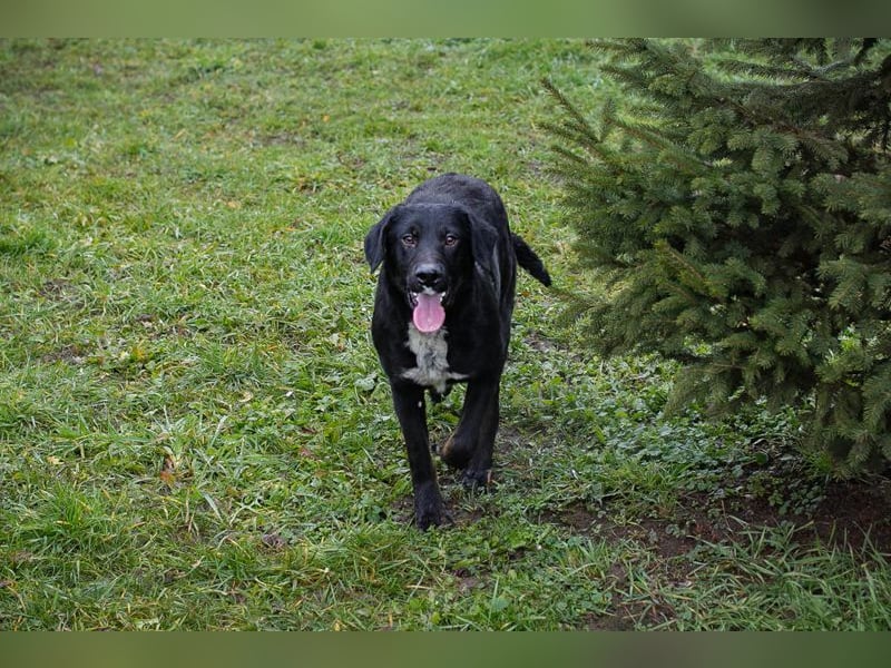 HEIKO - ich freue mich auf ein tolles Leben in einer lieben Familie!