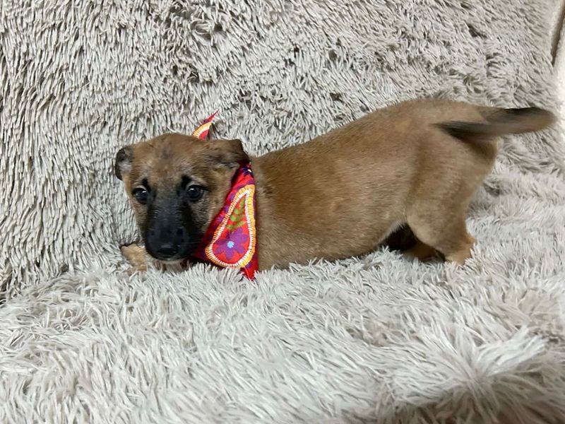 Welpe Chip-Nr. 273268 - welche liebe Familie zeigt mir, wie schön ein Hundeleben sein kann?