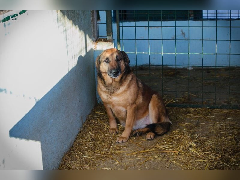 Chip-Nr. 2159858 - die liebe Hündin möchte so gerne ein Teil DEINER Familie sein!