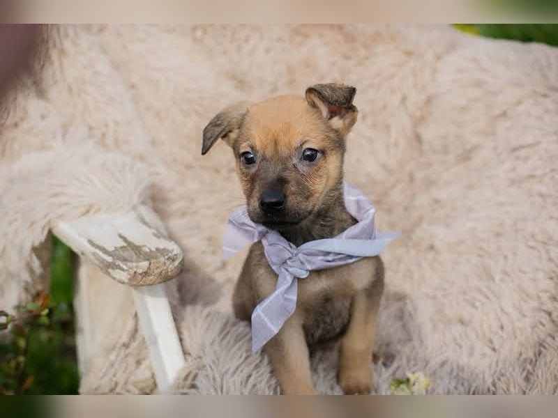Welpe AMARETTO - kuscheln, spielen, lernen - wer zeigt mir, wie schön ein Hundeleben sein kann?