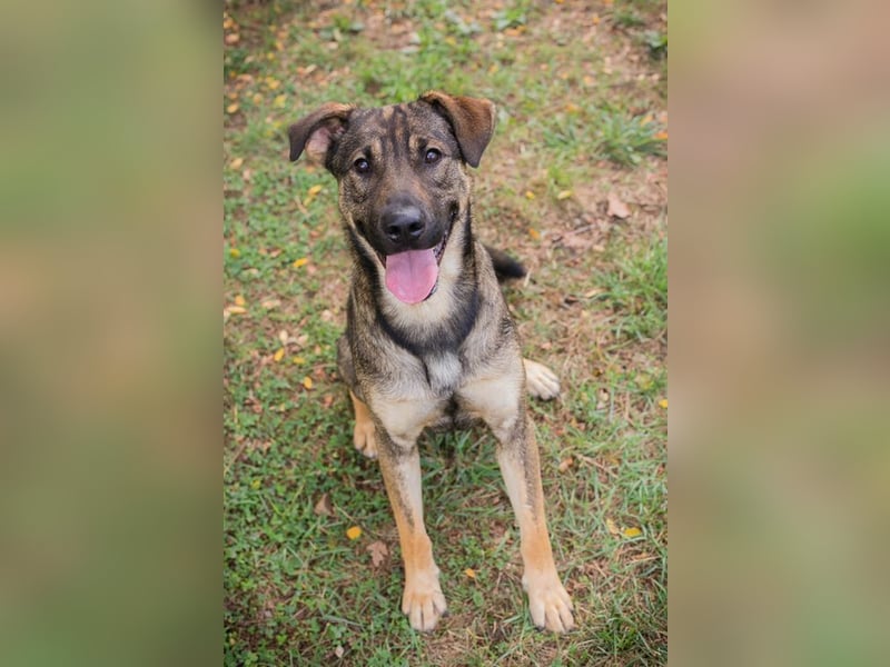 DOBBY - der aktive und verspielte Rüde möchte mit seinen Menschen spielen, toben, lernen..