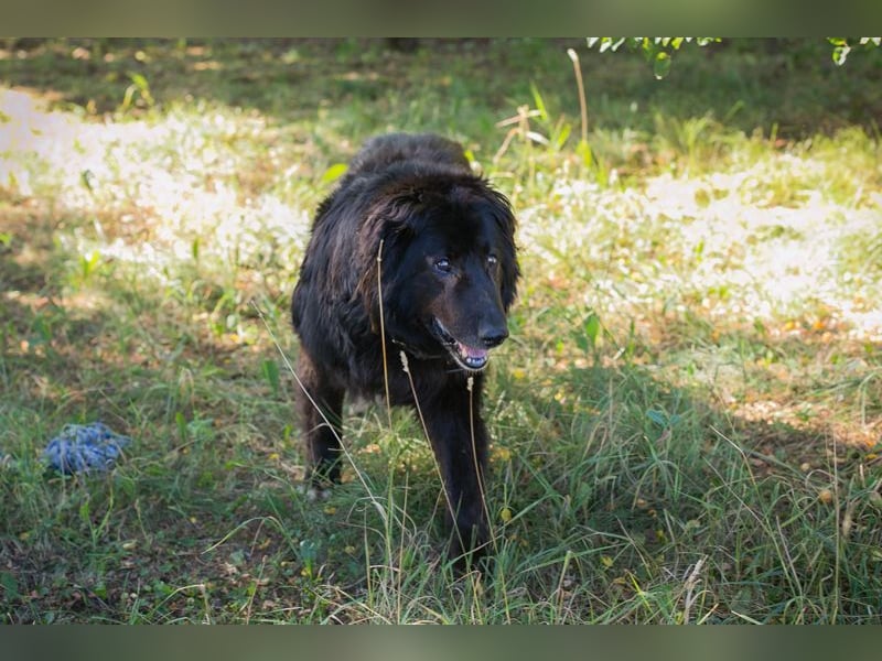 GÜNNI - der brave Senior möchte geliebt und umsorgt werden...
