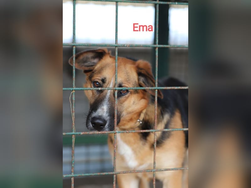 EMA + BOJAR - die Beiden lieben sich sehr, daher werden sie nur im Doppelpack vermittelt