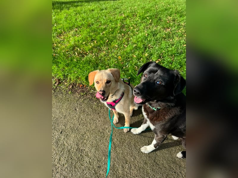 ZOE ist in Deutschland auf Pflegestelle. Sie wartet gerne auch Ihren Besuch