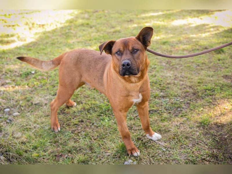 CLOONEY - der hübsche Rüde sucht ein hundeerfahrenes Zuhause!