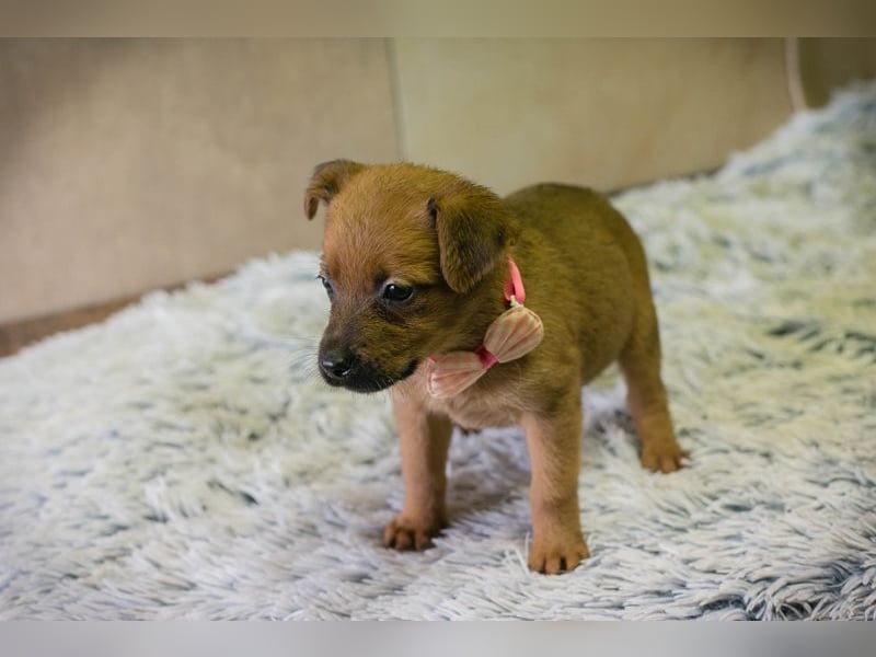 Welpe Chip-Nr. 256803 - ich träume davon, ein geliebtes Familienmitglied zu sein...