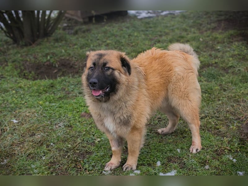 HEROY - der aktive, fröhliche Rüde freut sich auf eine tolle Zeit mit seinen Menschen!
