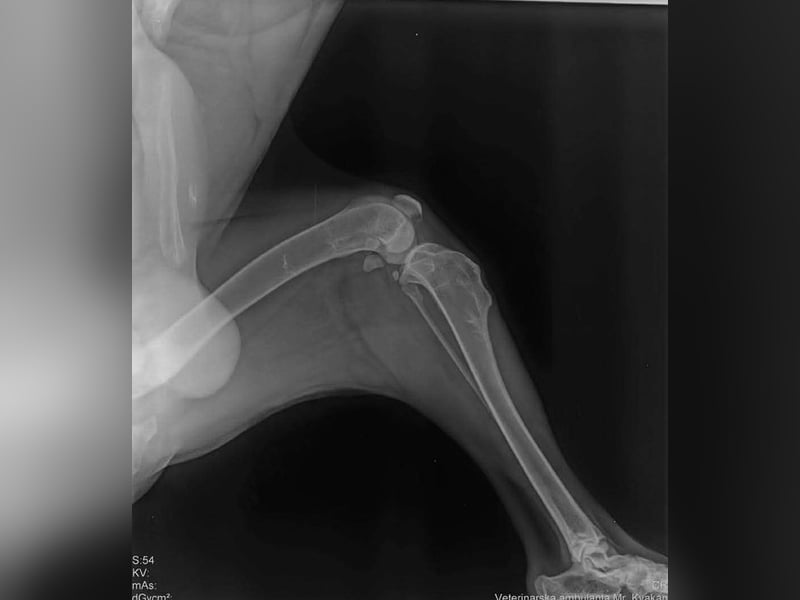 MARLI - der aktive, aufgeschlossene Rüde wartet sehnsüchtig auf eine eigene Familie!