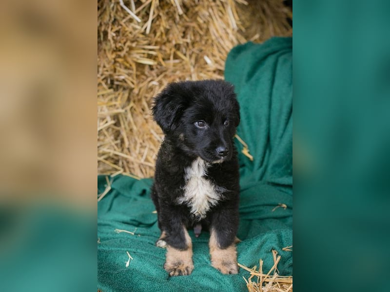 Welpe ASKO - knuddeln, lernen, spielen - wer schenkt dem kleine Mann sein herz und ein Zuhause?