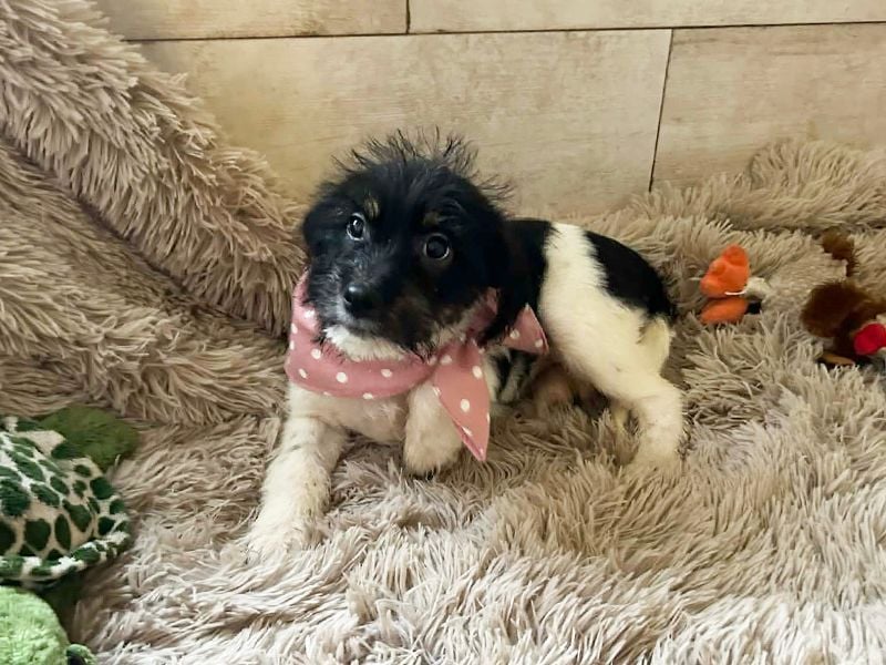 Welpe Chip-Nr. 275733 - ich bringe eine große Portion Leben und Frohsinn in dein Zuhause!