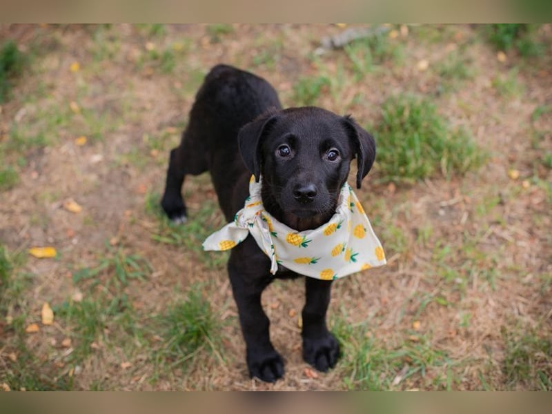 Welpe Chip-Nummer 269791 - die süße Hündin freut sich auf ein eigenes liebevolles Zuhause