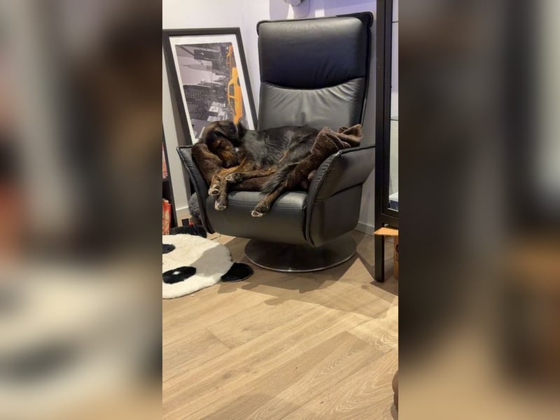 AKKI - das liebe, stürmische Kuschelmonster sucht eine unternehmungslustige, konsequente Familie