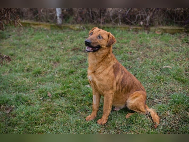 BENNY - der aufgeschlossene Rüde möchte so gern dein vierbeiniger Begleiter sein!