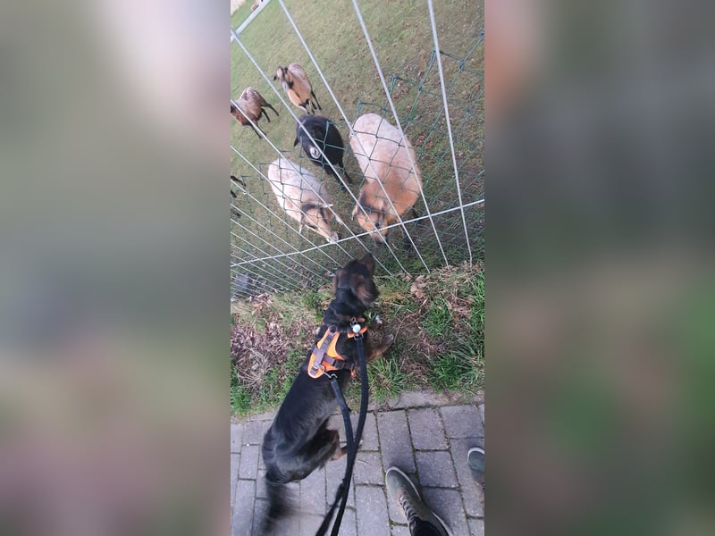 AKKI ist bereits in Deutschland auf Pflegestelle. Zum Kennenlernen können Sie ihn besuchen