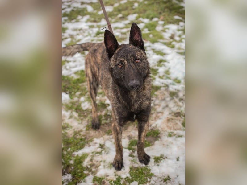 FILOU - lernen, spielen, kuscheln - wer schenkt mir ein tolles Zuhause?