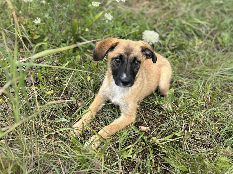 Welpe LEILA - wer möchte mit mir lernen, spielen, kuscheln und mich nie mehr alleine lassen?