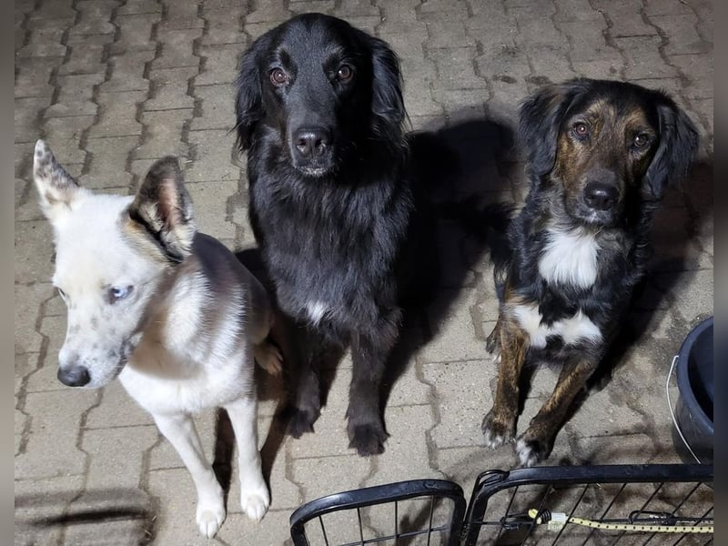AKKI - das liebe, stürmische Kuschelmonster sucht eine unternehmungslustige, konsequente Familie