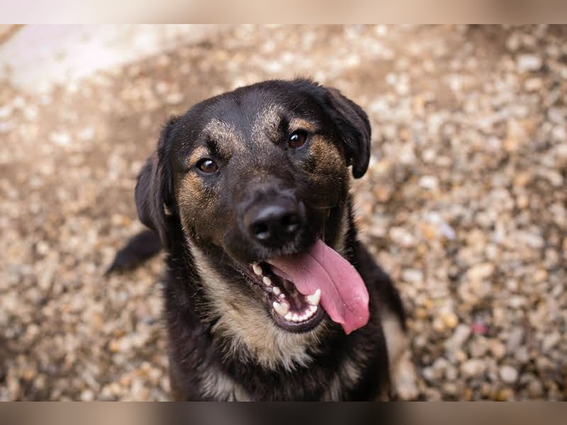MAXI - der aufgeschlossene, fröhliche junge Rüde möchte DEIN Begleiter sein