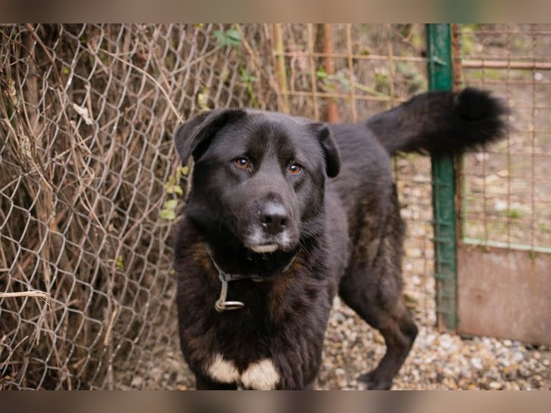 RIO - der aufgeschlossene Rüde hat keine Berührungsängste und spielt sehr gerne!