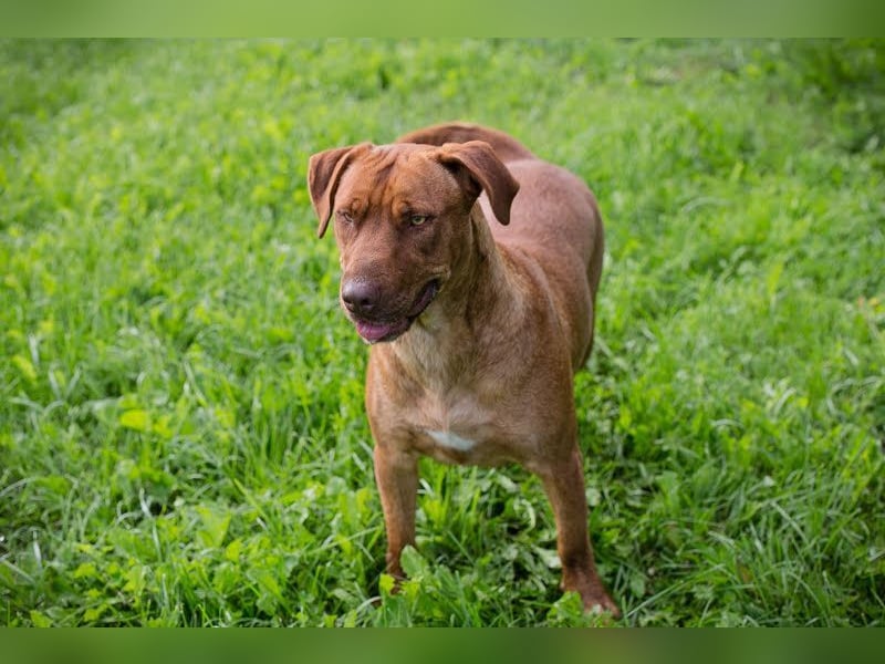 ELLI - die freundliche und fröhliche Hündin wünscht sich Menschen, die ihr Aufmerksamkeit schenken