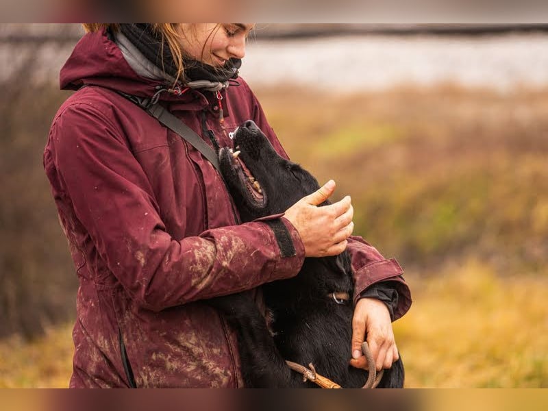 MIRAN - der aktive, zugängliche Rüde sucht eine hundeerfahrene, unternehmungslustige Familie!
