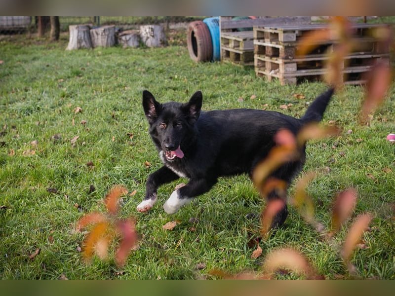 SENTA - diese tolle Begleiterin sucht ein liebevolles Für-Immer Zuhause