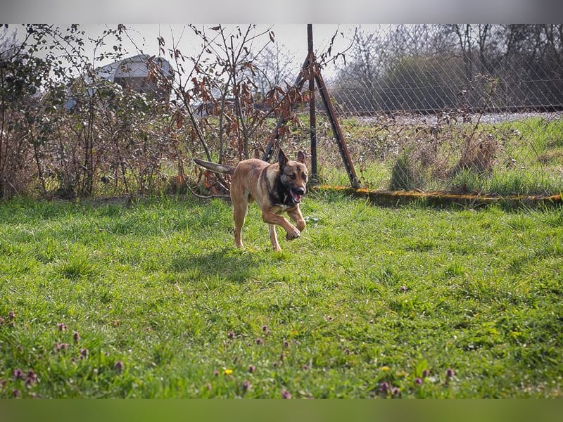 JASPER - im Tierheim habe ich großen Stress, deshalb suche ich dringend ein ruhiges Zuhause!