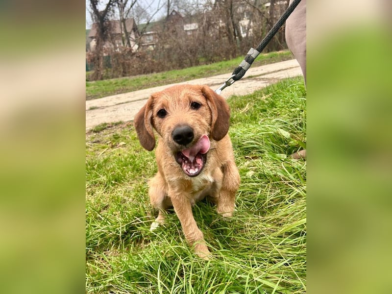 Welpe PANCHO - ich freue mich darauf, mit meinen Menschen die Welt zu entdecken!