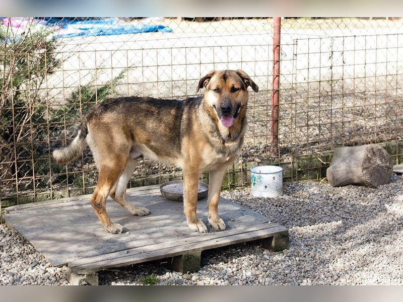 AMIRO - wer zeigt dem hübschen, kräftigen Jungen wie ein tolles Hundeleben aussieht?